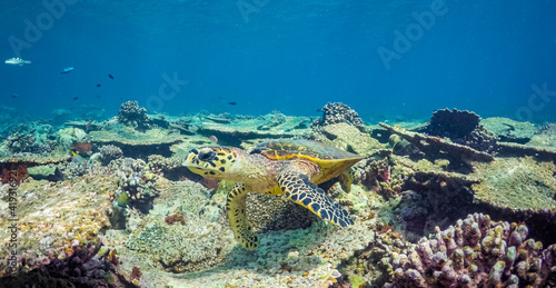 Fototapeta Naklejka Na Ścianę i Meble -  Stunning closeup view of sea turtle. Living coral reef in Maldives islands Natural unusual background. Amazing nature underwater banner, ocean lagoon with marine life, green turtle swimming, inspire