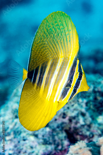 A portrait of a beautiful Fiji sailfish tang tropical fish in Fiji.