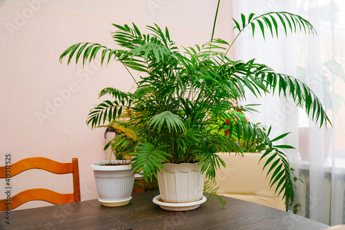 Houseplant Hamedorea elegant in pot on the table