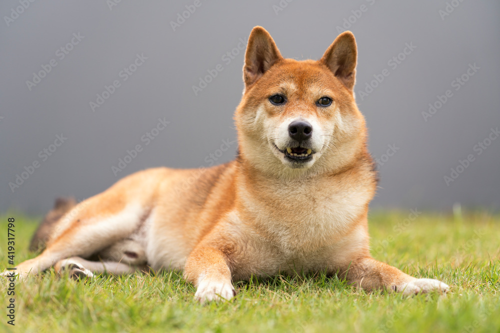 A Shiba Inu in the backyard with a gray fence. Japanese dog.
