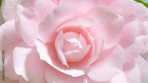 ピンクのツバキ　開花　タイムラプス