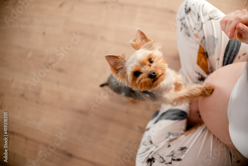 Dog touching pregnant female's belly. Pregnant woman with her dog at home. Top horizontal view copyspace.
