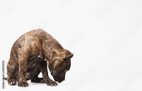 Puppy sniffing the ground or looking for prize with space for text on white background © jcalvera