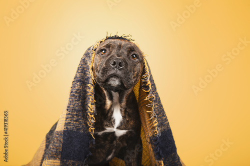 Funny puppy covered with a woolen blanket isolated on yellow background