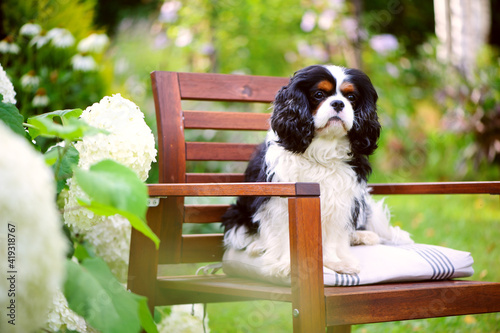 Fotografia cavalier king charles spaniel dog relaxing outdoor in summer garden, sitting on