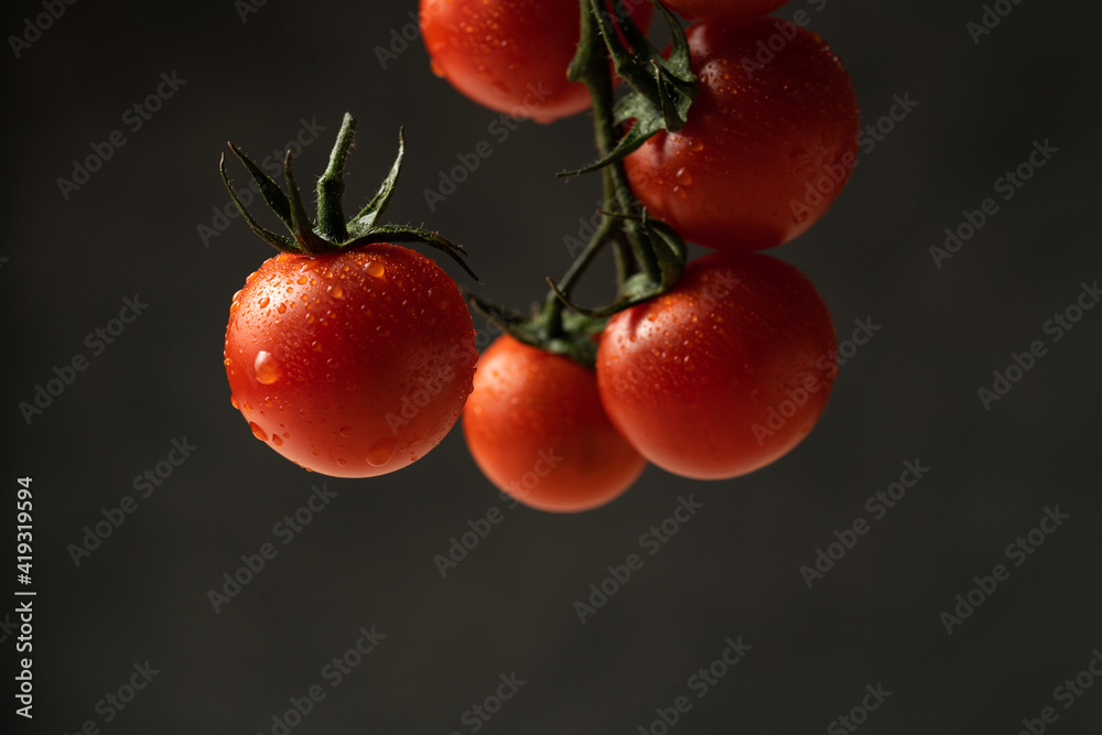 Obraz premium Cherry tomato and branch of tomatoes in drops of water on a gray background
