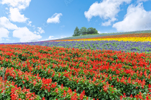 Panoramic Flower Gardens in Biei town, Hokkaido, Japan. © Tanya
