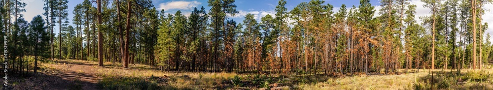 Fototapeta premium Panorama shot of forest trees life and dry in Grand Canyon national park nature at sunny day in Colorado, america