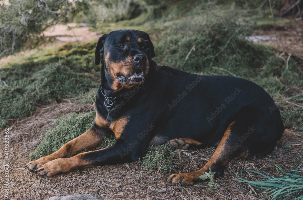 Hermoso ejemplar hembra de rottweiler aleman en un día de caza