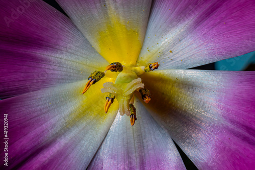 Foto pistil and stamen in a tulip flower