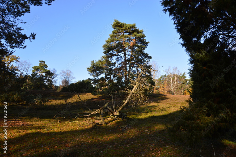 Fototapeta premium Herbst Landschaft in der Tietlinger Heide, Niedersachsen