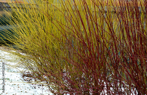Dogwood is a very popular deciduous shrub, which grows to a height of 3 m. This shrub is prized for its yellow green, red, branches, which will enliven any garden in the winter photo