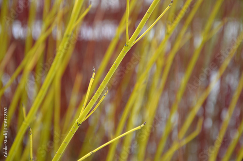 Dogwood is a very popular deciduous shrub, which grows to a height of 3 m. This shrub is prized for its yellow green, red, branches, which will enliven any garden in the winter photo