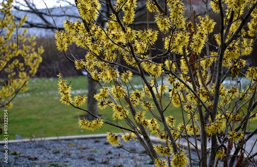 Photo yellow flowering shrub in the garden
