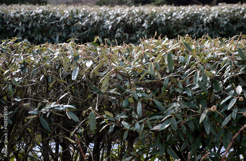 Photography evergreen shrubs in the hedge by the house by the road
