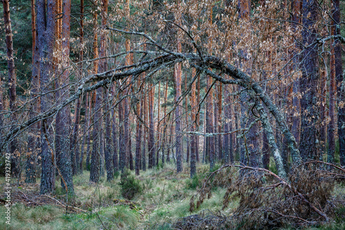 Pyrenean oak and scots pine forest in the background. Pinus sylvestris. Quercus pyrenaica. Camposagrado pine forest, Leon, Spain. photo