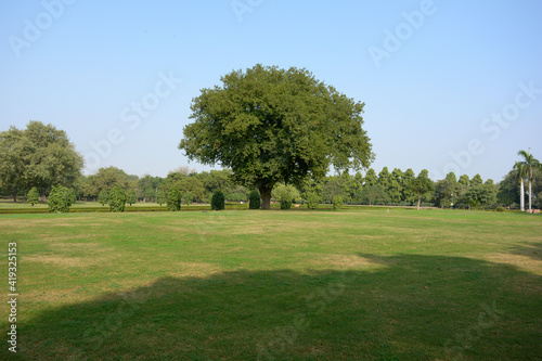 A Tree in the middle of ground