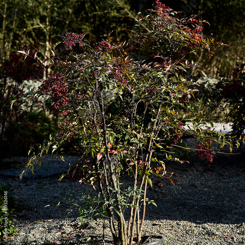 POINSETTIA WISHES, American Wintergreen. Gaultheria Paultheria Procubens. photo