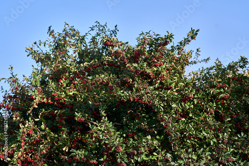 POINSETTIA WISHES, American Wintergreen. Gaultheria Paultheria Procubens. photo