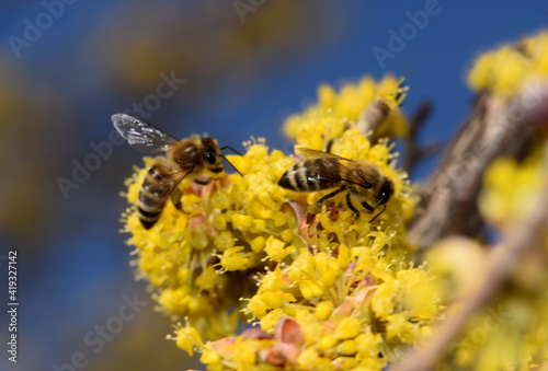 Zrenjanin Serbia bee on a dogwood flower © Pancic