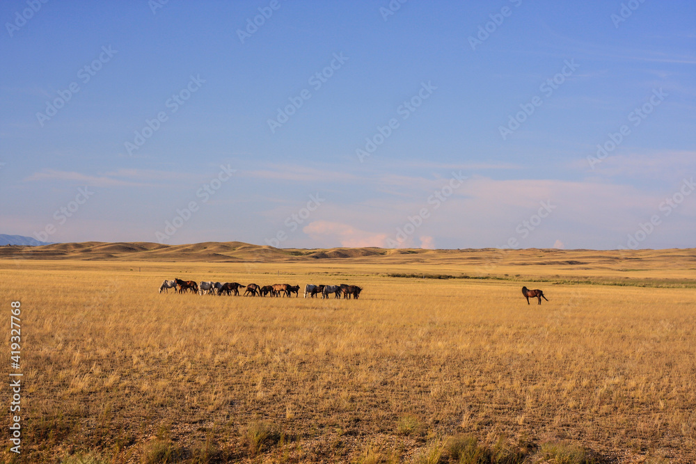 Beautiful wild horses in the steppe , golden grass and blue sky