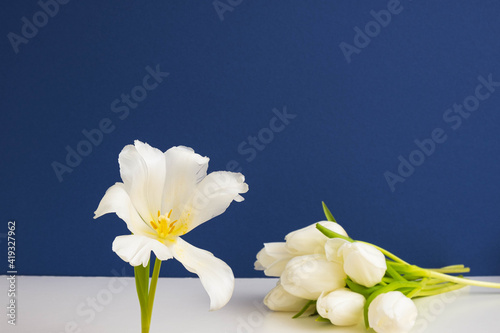 a bouquet of white tulips lies on a white table and one blooming tulip in the foreground