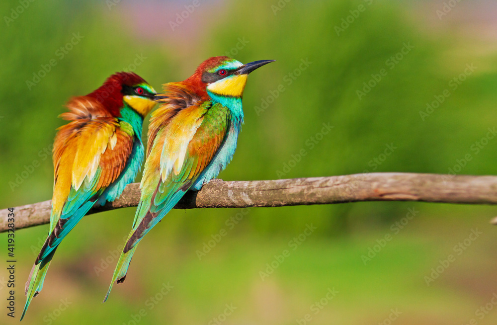 Fototapeta premium pair of beautiful wild birds bee-eaters