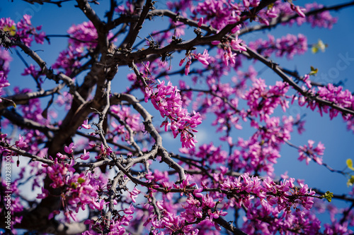 Fototapeta Arbol del Amor o Cercis siliquastrum, con fondo de cielo azul totalmente floreci