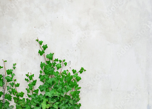 Green ivy leaves curls up the gray plaster wall. Textured background of leaves. Green plant wall texture for backdrop design and eco wall and die-cut for artwork. Old plaster wall with cracks.