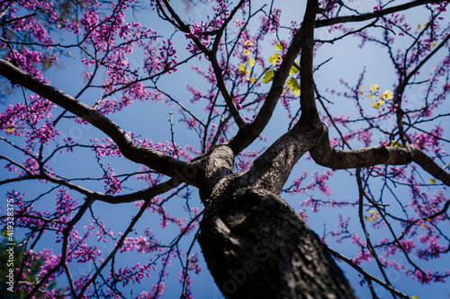 Obraz na plátně Arbol del Amor o Cercis siliquastrum, con fondo de cielo azul totalmente floreci