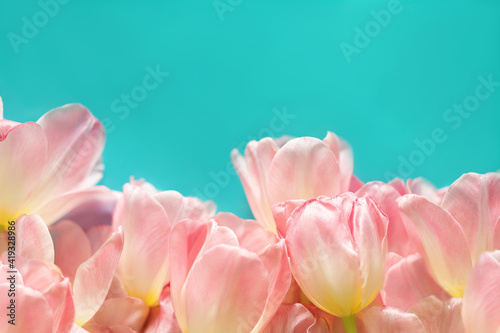 Gently pink tulip flowers on a turquoise one-way background. View from above. Place for the inscription