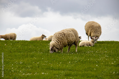 Wanderpfad Langwarder Groden, Fedderwardersiel 17 photo