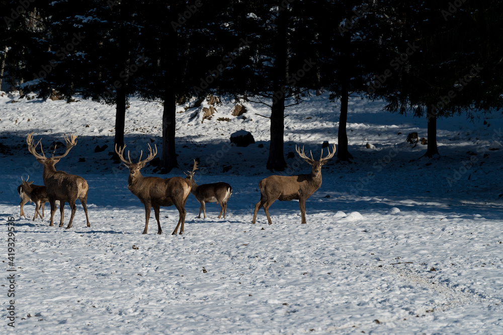 deer in the winter deer in the winter