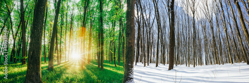 transitional season in the forest from winter to summer spring