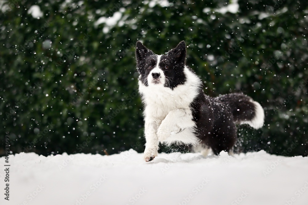 Do Collies Get Cold