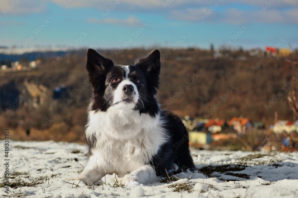 Border Collie Lies Down in Snow during Sunny Winter Day. Black and White Dog Outside. Border Collie Lies Down in Snow during Sunny Winter Day. Black and White Dog Outside.
