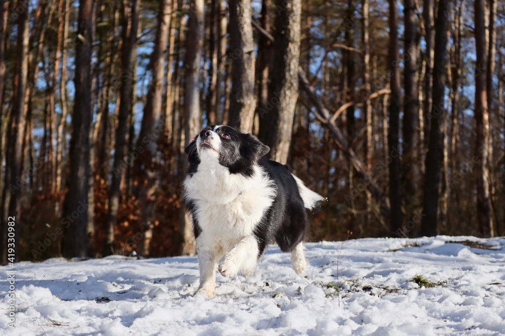 Focused Border Collie in the Sunny Winter Forest. Cute Black and White Dog Runs in the Snow.