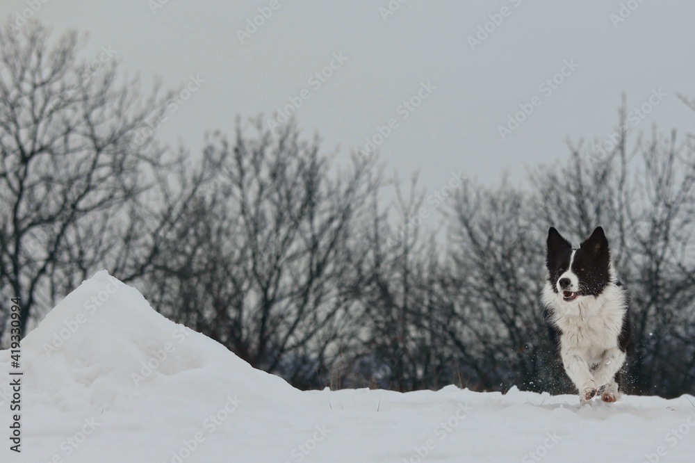 Adorable Border Collie Runs in Snowy Nature during Winter. Black and White Dog in the Snow. Adorable Border Collie Runs in Snowy Nature during Winter. Black and White Dog in the Snow.