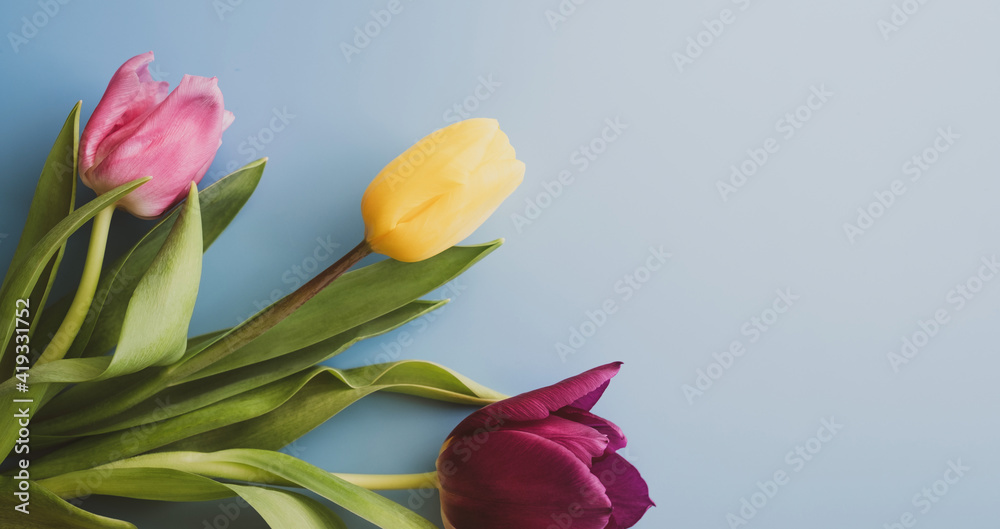 blue Easter background with yellow, pink and purple tulips. spring March flowers. spaces for text blue Easter background with yellow, pink and purple tulips. spring March flowers. spaces for text