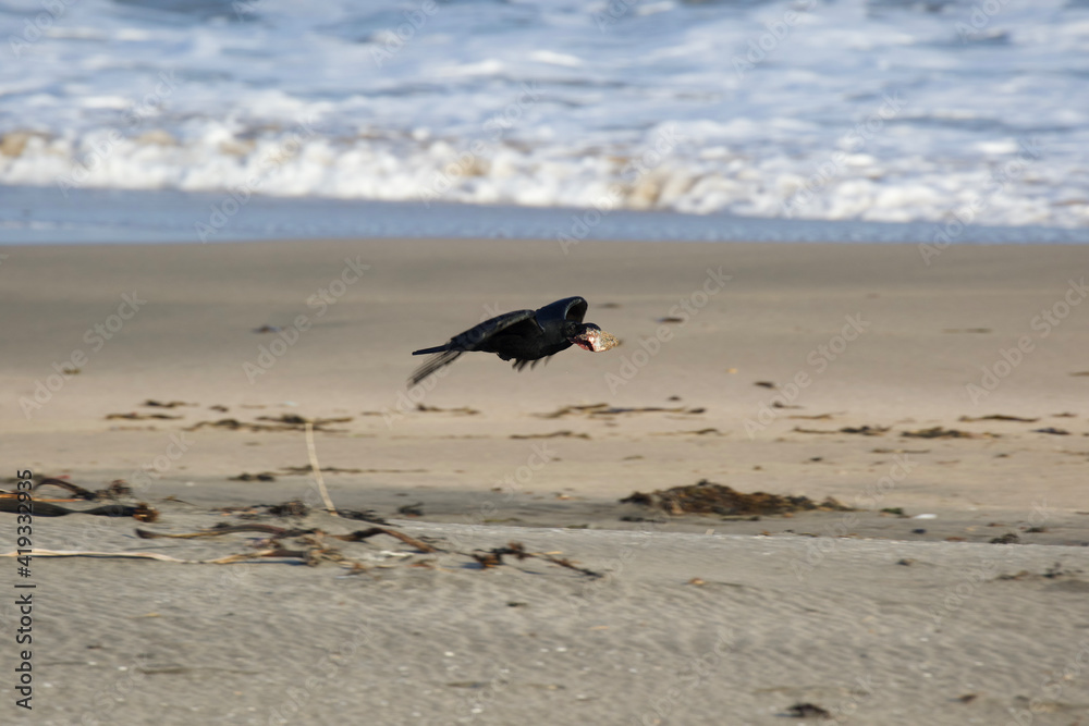 Black Crows feeding on fish parts on the beach in Japan. A large beak and big piece of fish. Big Bird Black Crows feeding on fish parts on the beach in Japan. A large beak and big piece of fish. Big Bird