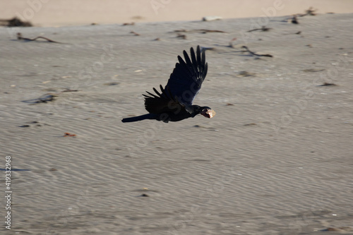 Black Crows feeding on fish parts on the beach in Japan. A large beak and big piece of fish. Big Bird