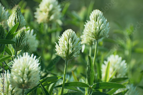 Closeup nature view of beautiful white clover flowers on blurred green floral background