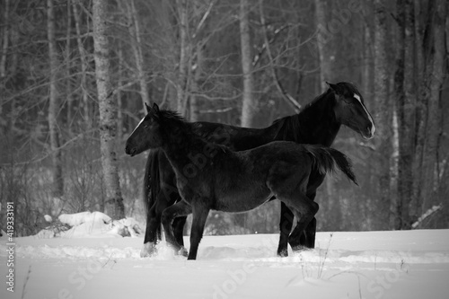 Winter horses black and white 
