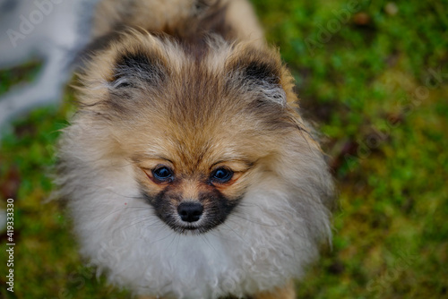 pomeranian puppy portrait