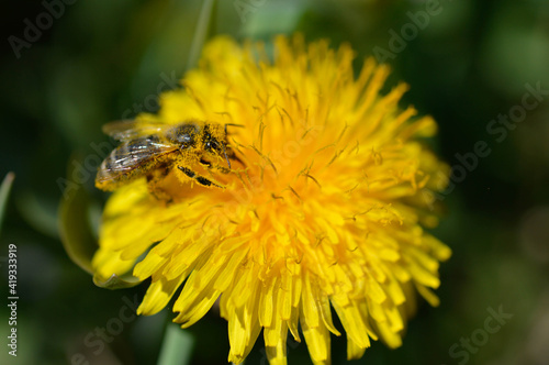 Bee on a yellow dandelion working