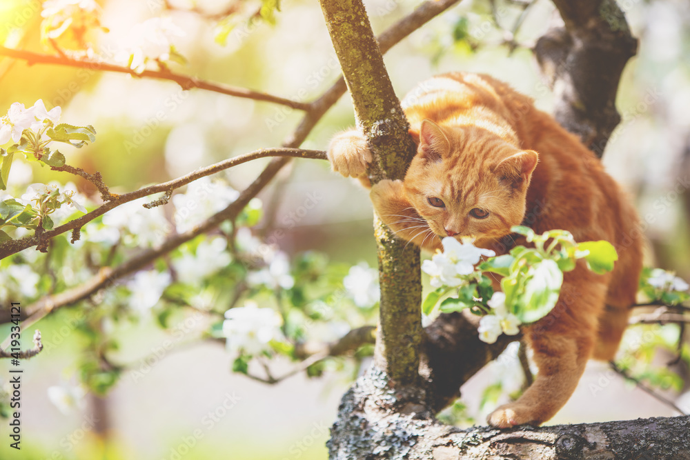 Little kitten sneaks up on a blooming apple tree in a spring orchard
