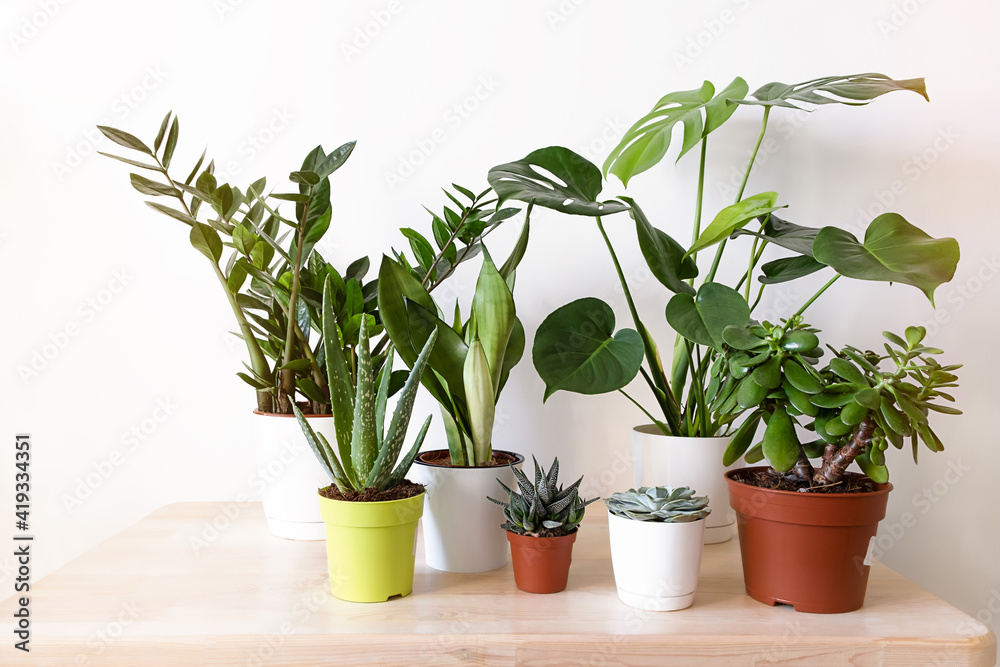 A collection of different house plants: cacti, succulents, monstera in different pots.