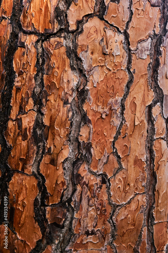 Принти на полотні bright orange live pine bark texture