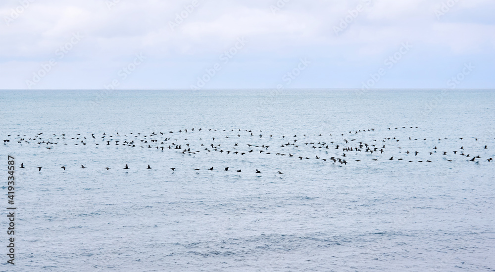 seascape with a flock of migratory birds flying low over the water