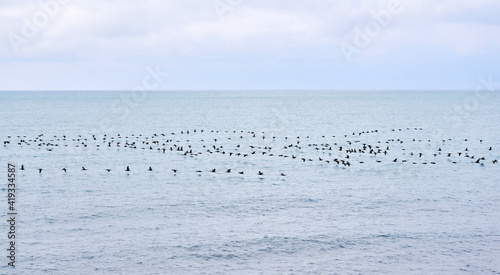 seascape with a flock of migratory birds flying low over the water